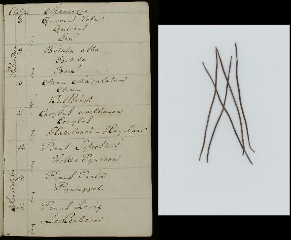 Catalogus van de planten welke gekweekt worden in de Hortus Botanicus van de Geneeskundige School te Rotterdam, Handschriftenverzameling van Stadsarchief Rotterdam.