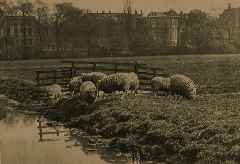 Schapen in de wei op het Land Van Hoboken