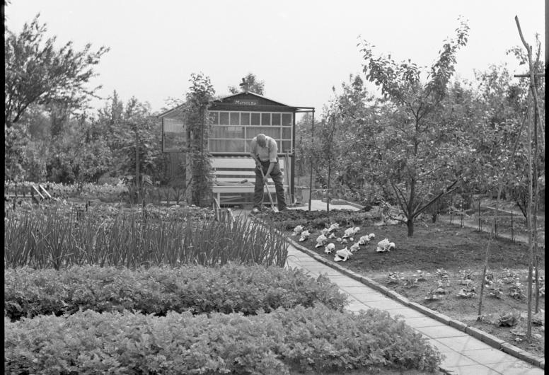 Een man werkt op het volkstuinencomplex Eigen Hof aan de Oude Kleiweg en Oudedijksepad, 1950. Foto: Fototechnische Dienst Gemeentewerken Rotterdam, collectie 4204, nummer 3655.