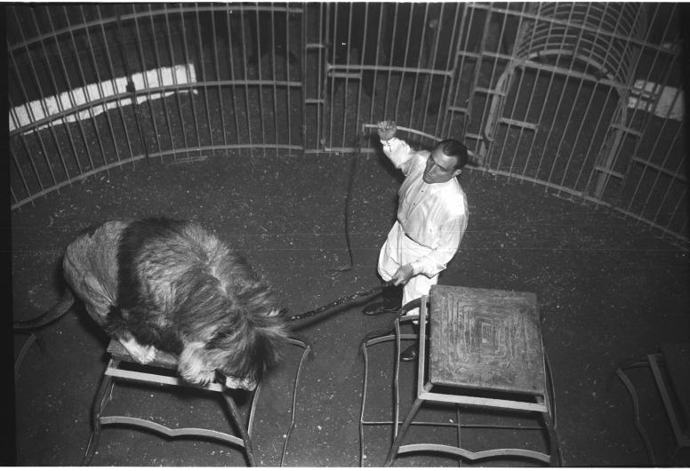Dompteur Captain Roberts met een Atlasleeuw in de tent van Circus Mullens te Rotterdam.