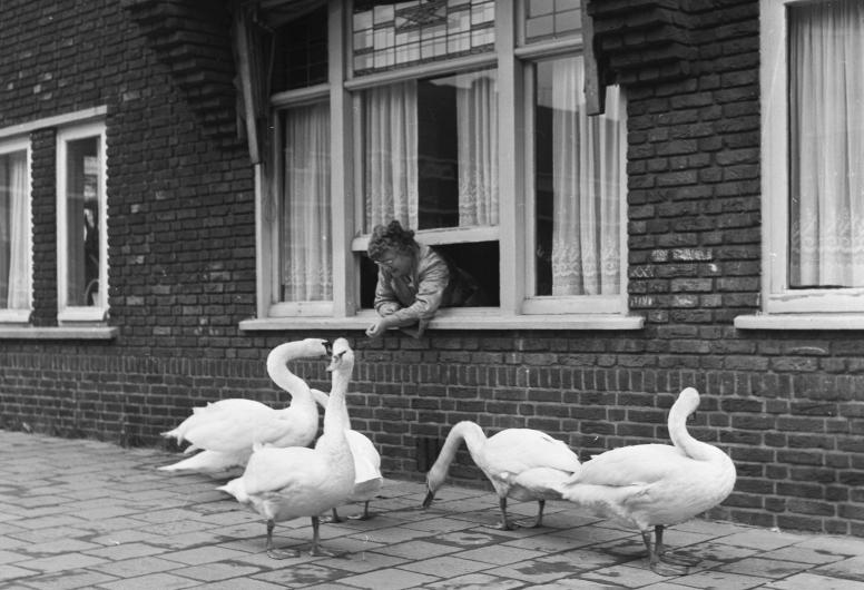 Aan de Mauritssingel voert mevrouw Deppe zwanen biscuitjes vanuit het raam van haar huis.