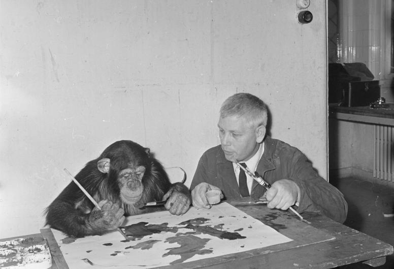 Chimpansee Mano schildert in een verblijf in Diergaarde Blijdorp. De schilderijen worden getoond op een expositie in de dierentuin. Rechts zit dierenverzorger Chris Baris.
