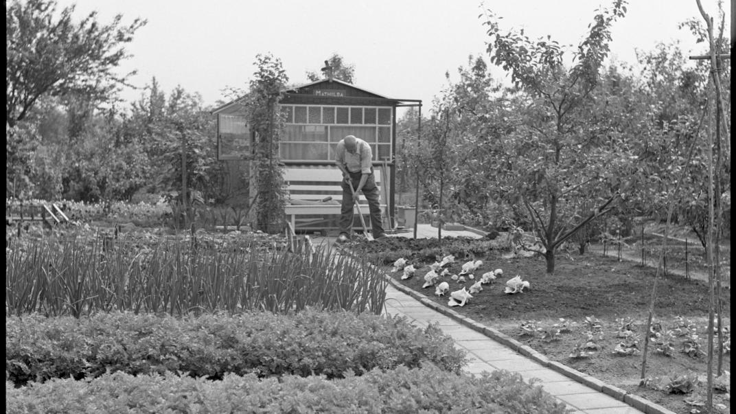 Een man werkt op het volkstuinencomplex Eigen Hof aan de Oude Kleiweg en Oudedijksepad, 1950. Foto: Fototechnische Dienst Gemeentewerken Rotterdam, collectie 4204, nummer 3655.
